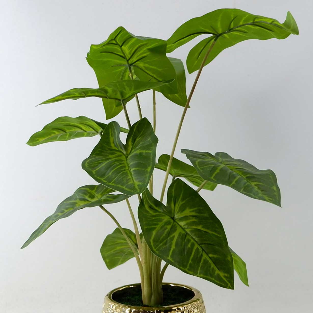 MC23-13741P Alocasia H19＂