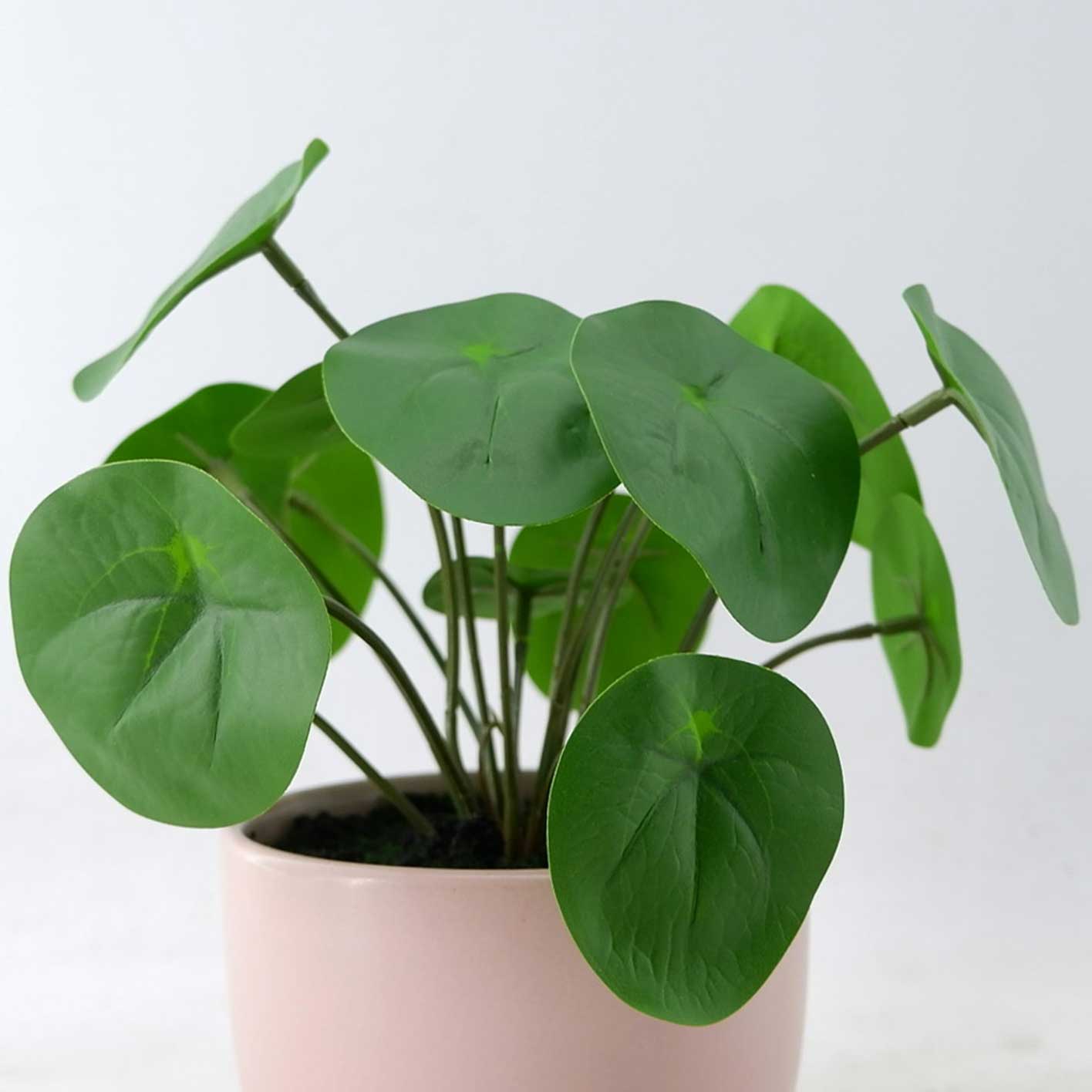 MC23-13747P Alocasia H8"