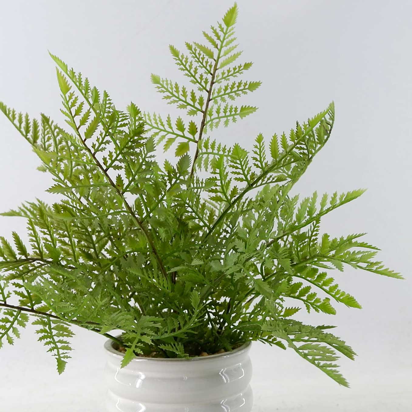 MC23-13748P Fern H14.5＂