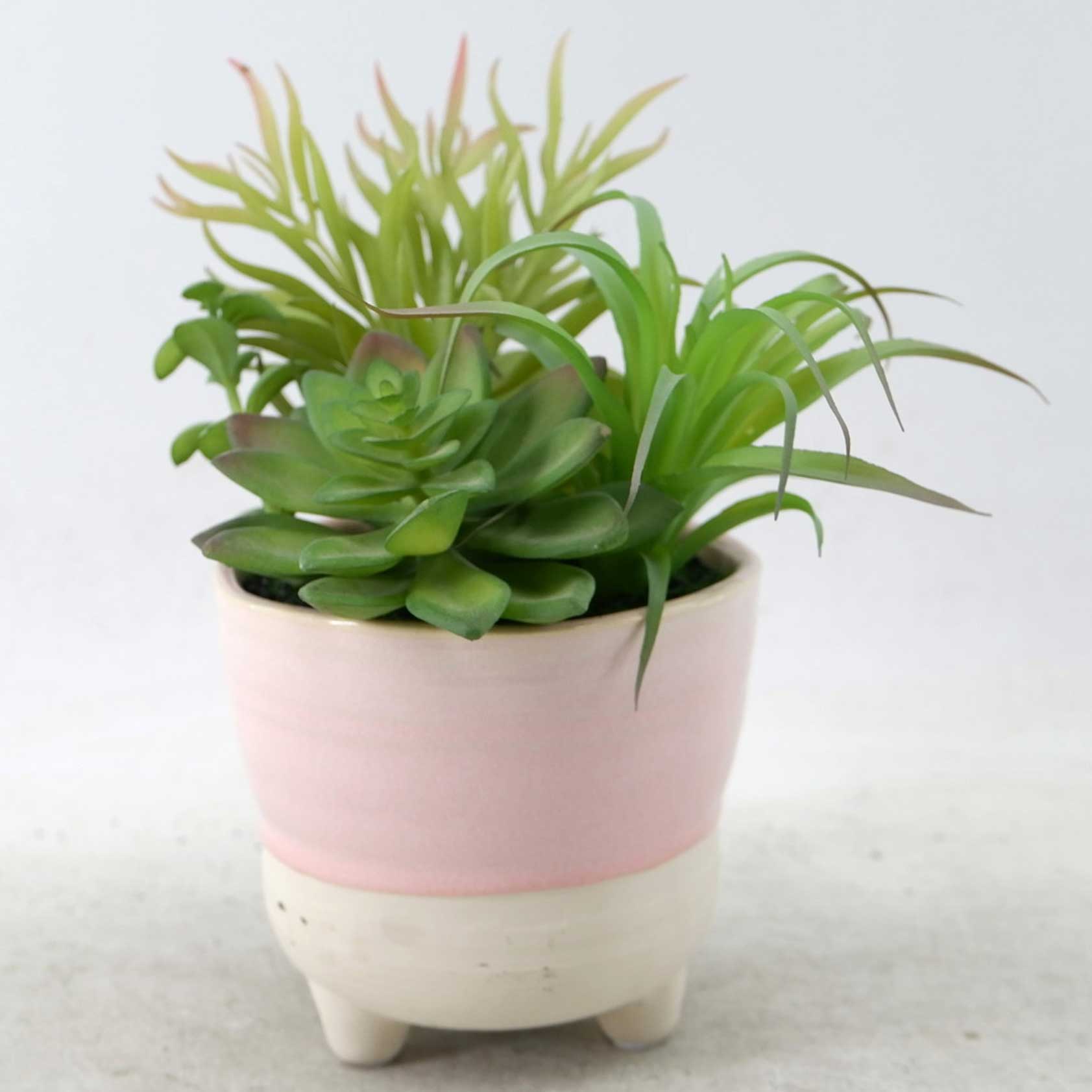 MC22-13415P Mixed succulent H8.5＂