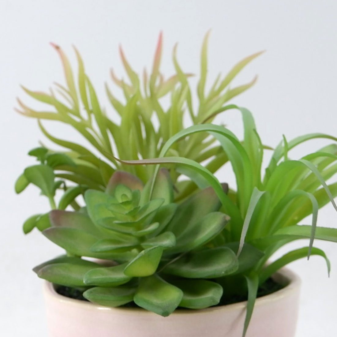 MC22-13415P Mixed succulent H8.5＂