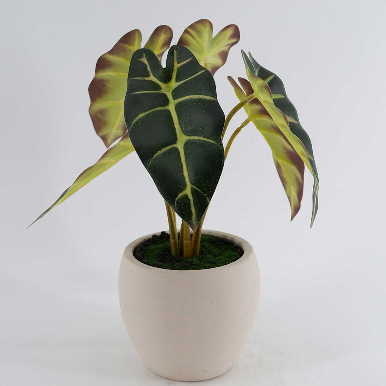 MC23-13549S Alocasia  H11＂