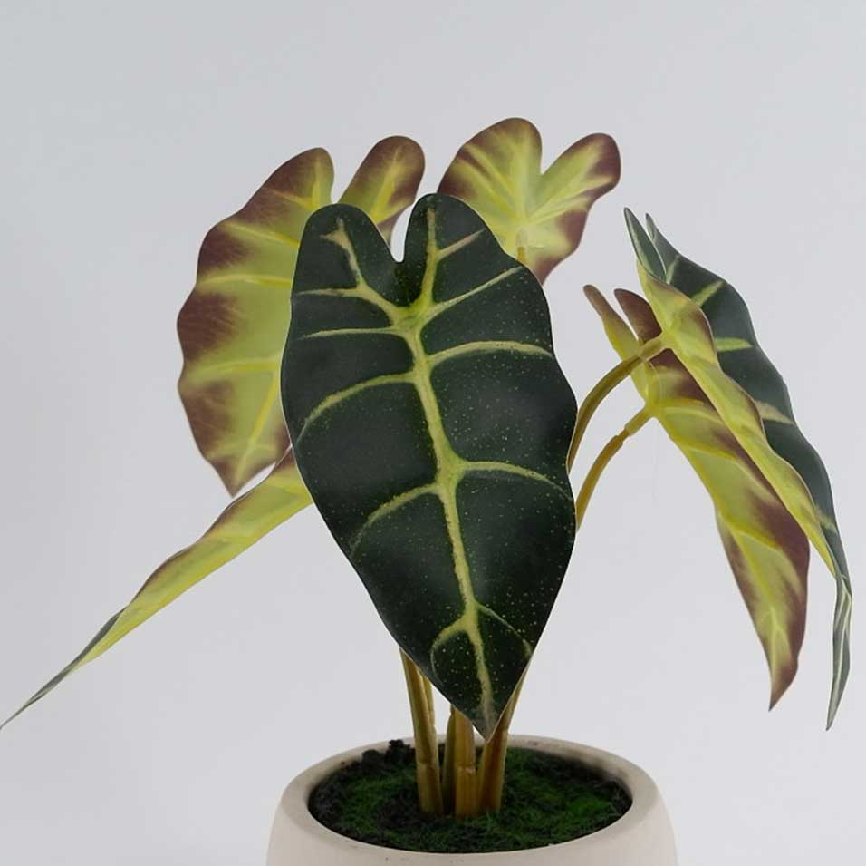 MC23-13549S Alocasia  H11＂