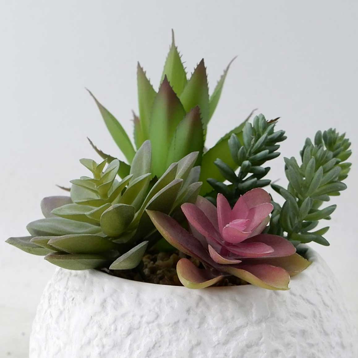 MC23-13441P Mixed succulent H7.5＂