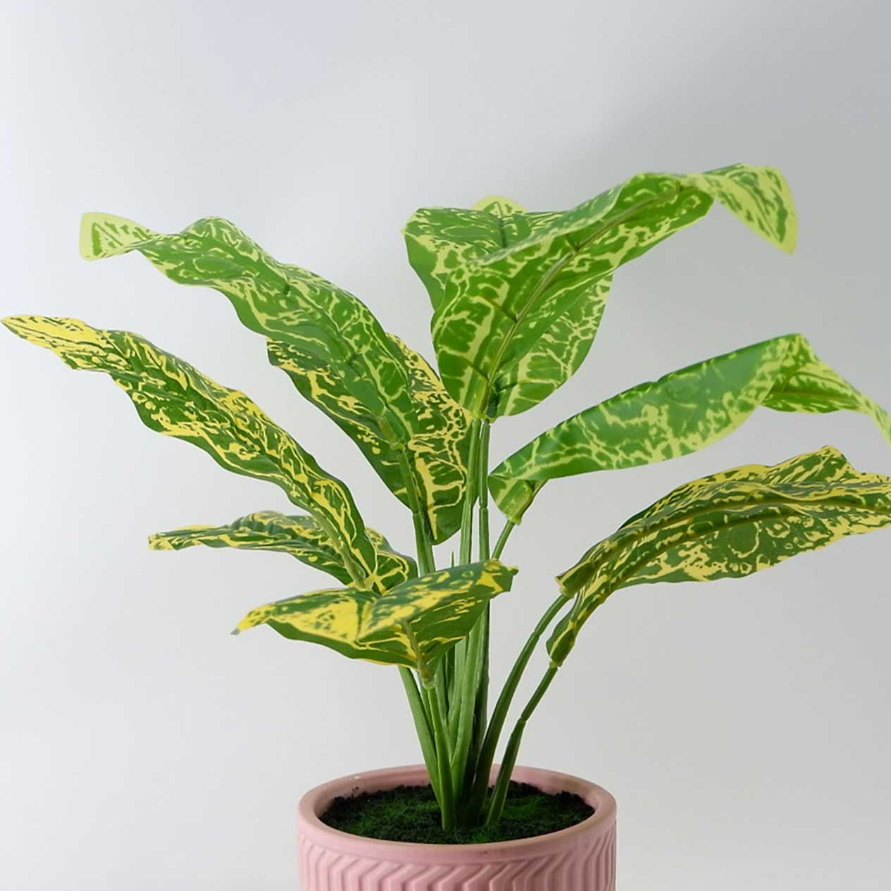 MC23-14210P Alocasia H14.5＂