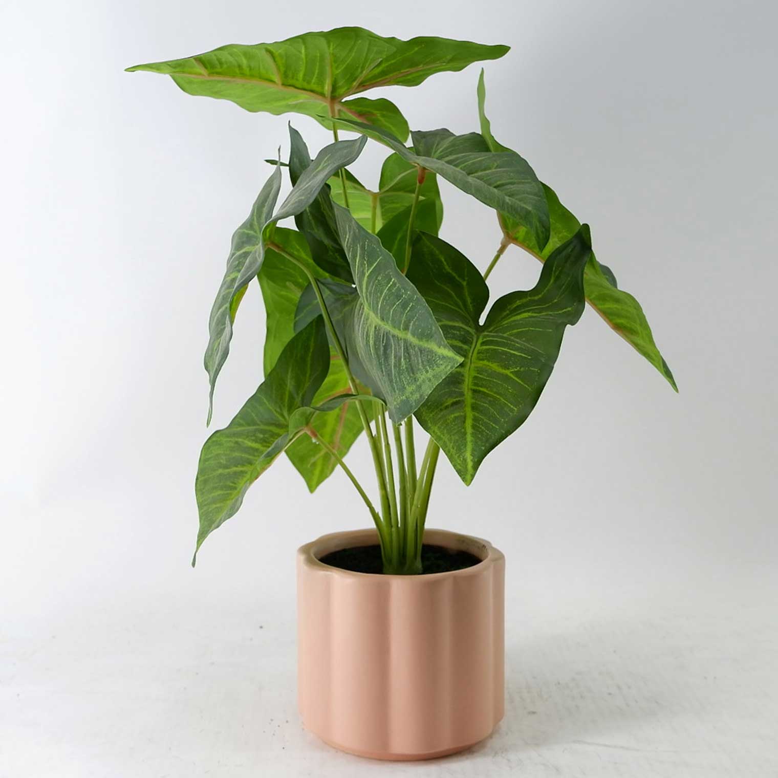 MC23-14208P Alocasia H14.5＂