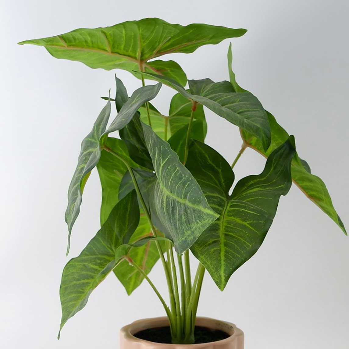 MC23-14208P Alocasia H14.5＂