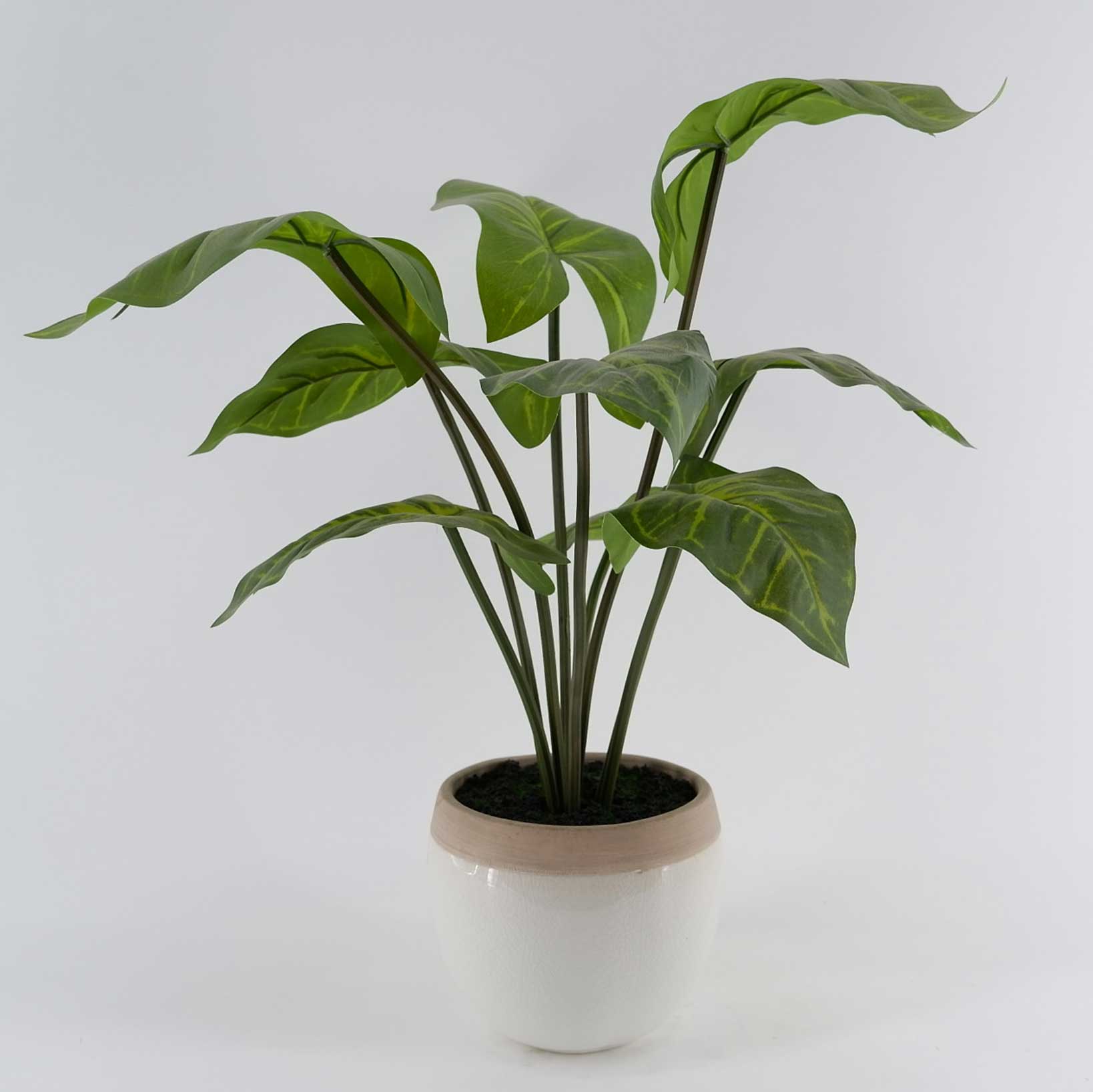 MC23-14089P Alocasia H16＂