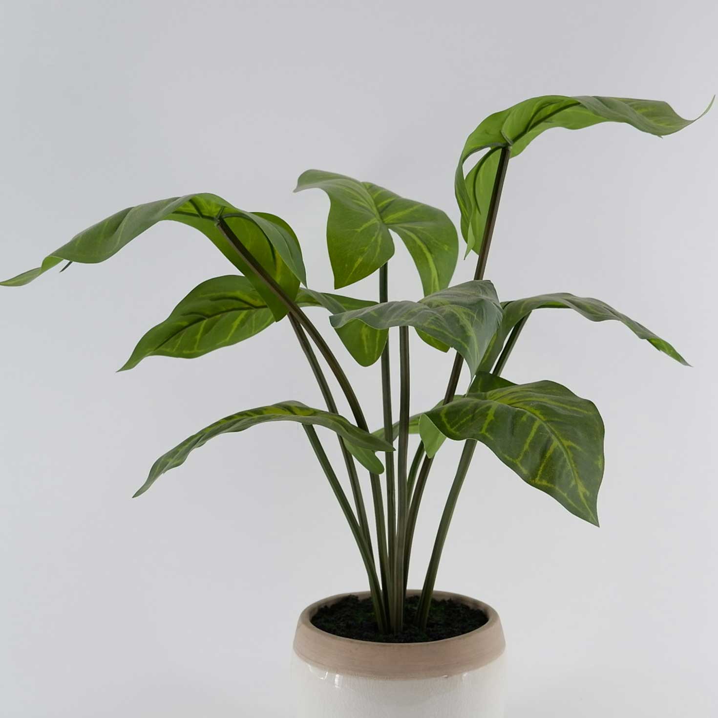 MC23-14089P Alocasia H16＂