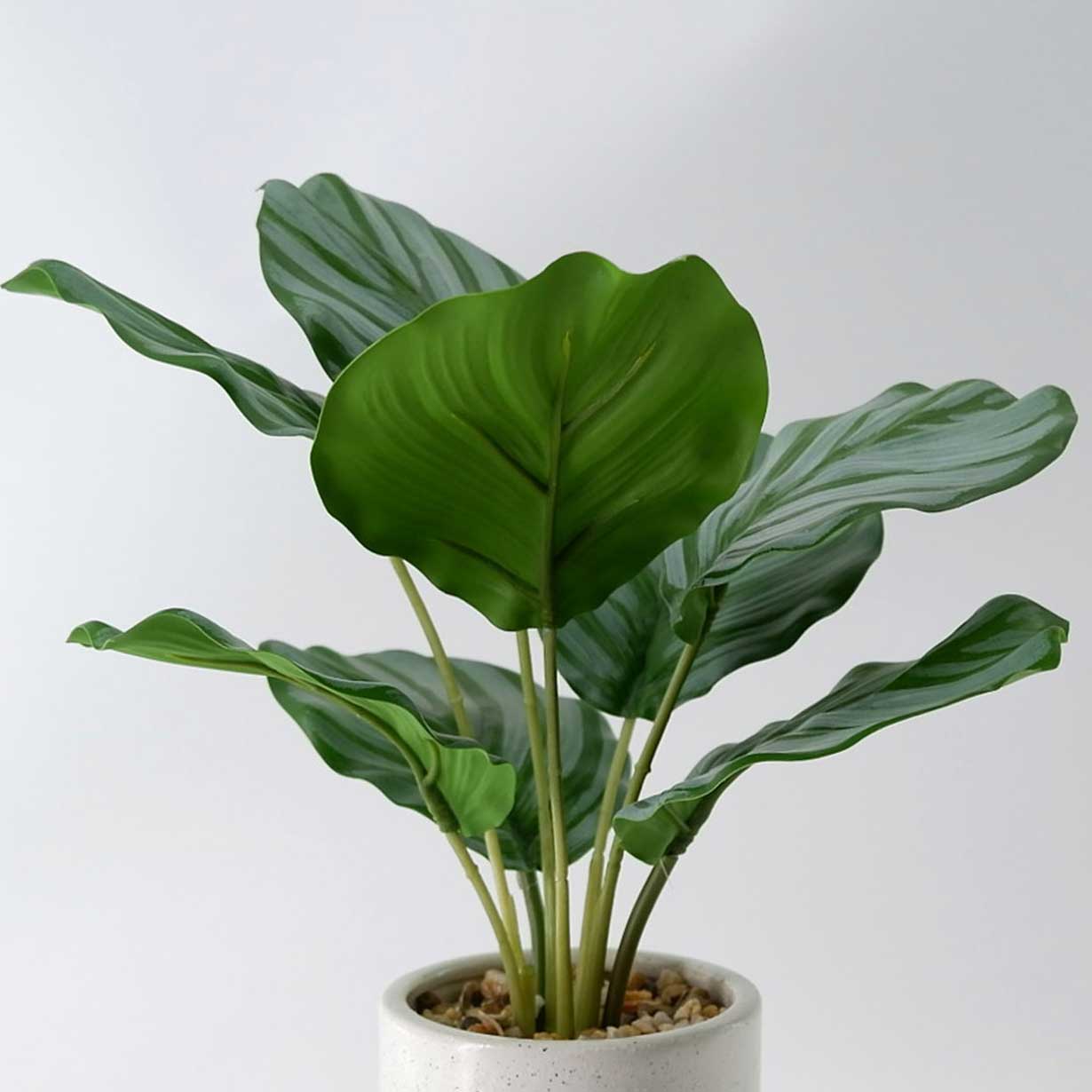 MC23-13847P Alocasia H14＂