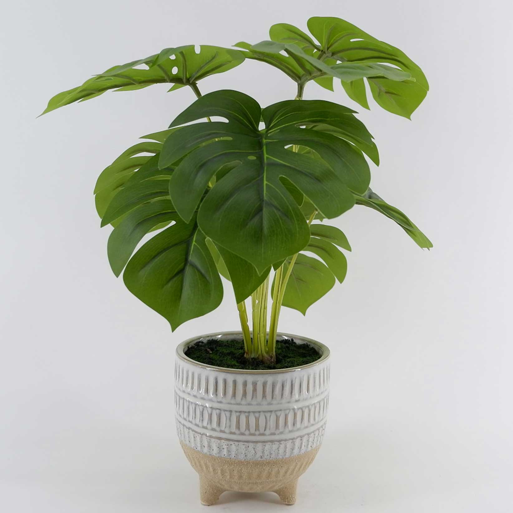 MC23-13778P Monstera H16.5＂