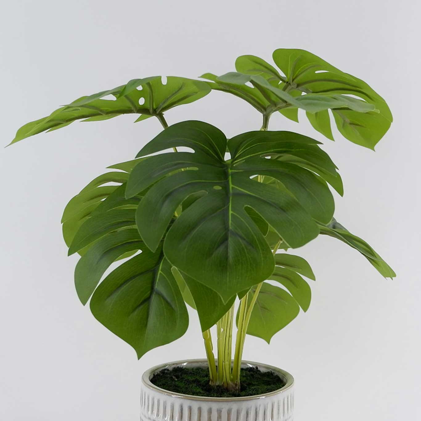 MC23-13778P Monstera H16.5＂