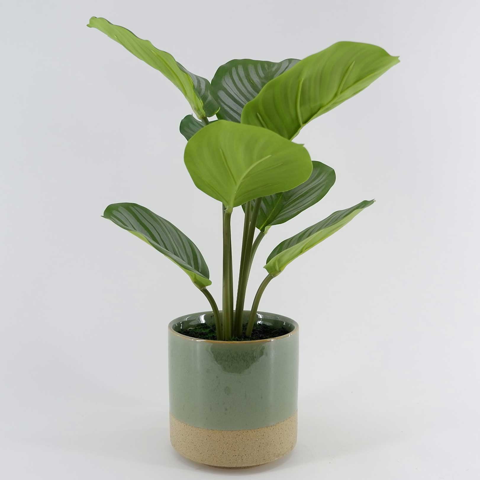 MC23-13777P Alocasia  H15＂