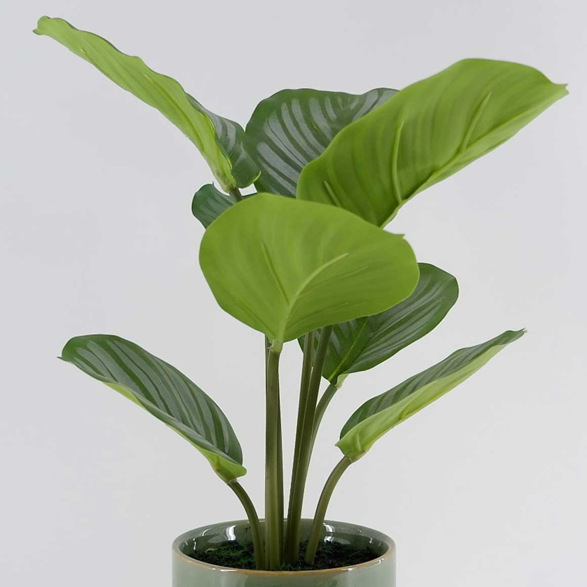 MC23-13777P Alocasia  H15＂