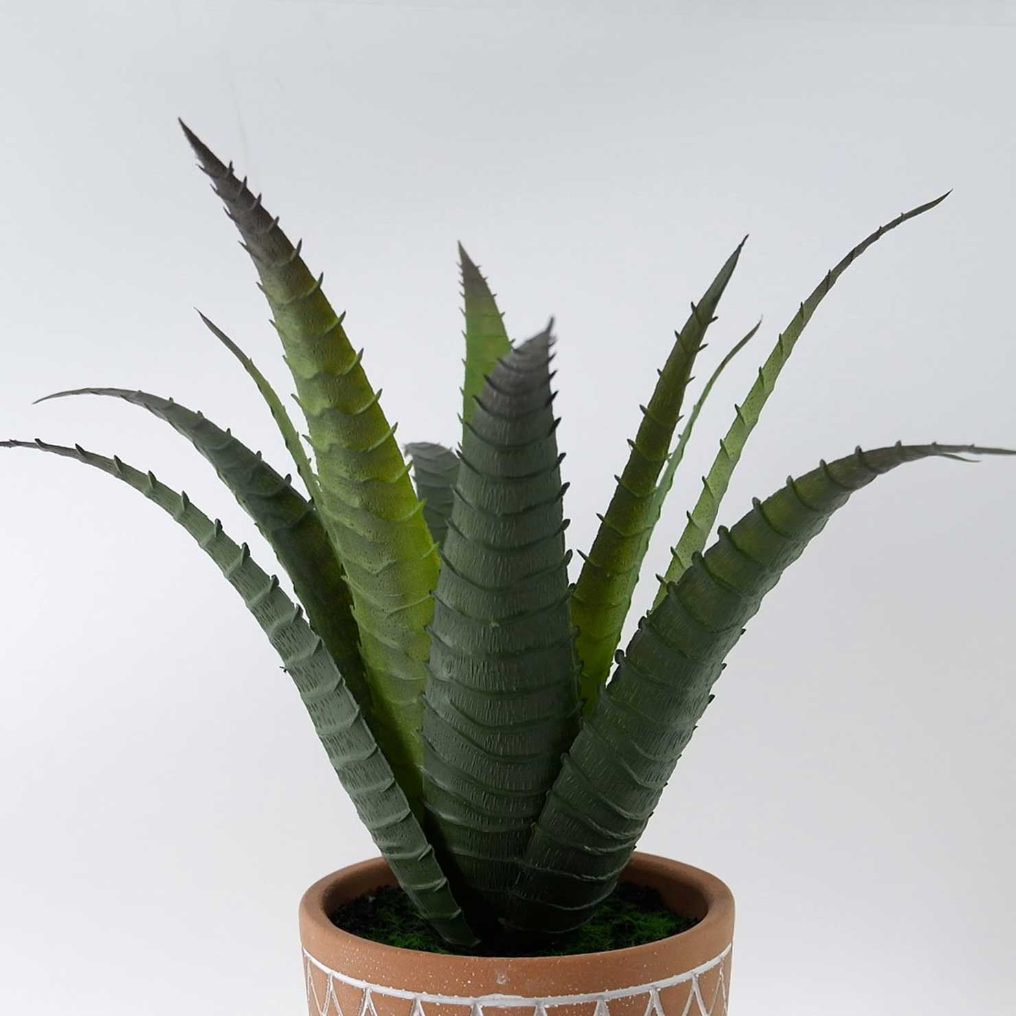 MC23-14430S Aloes H11＂