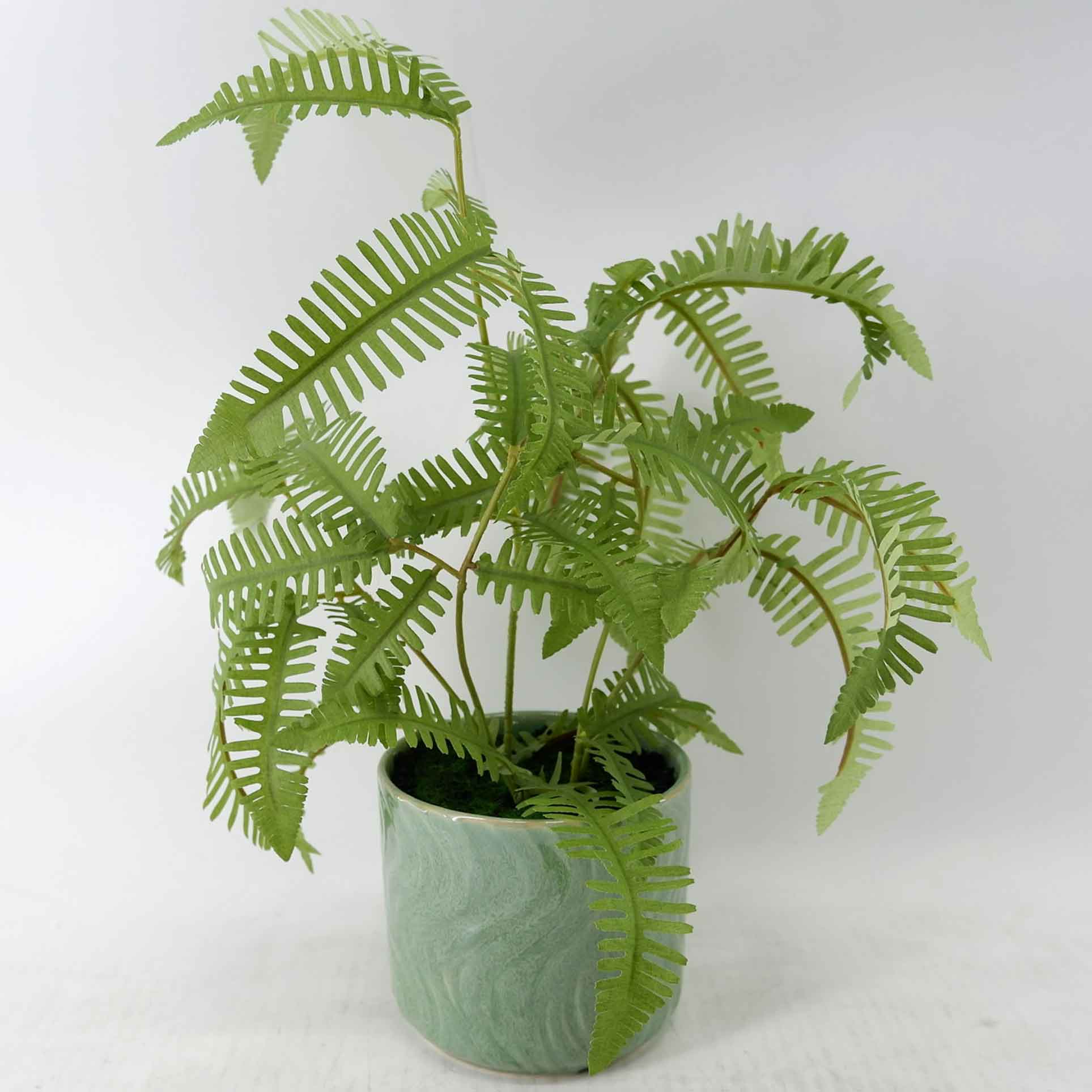 MC23-14525P Fern H13.5＂