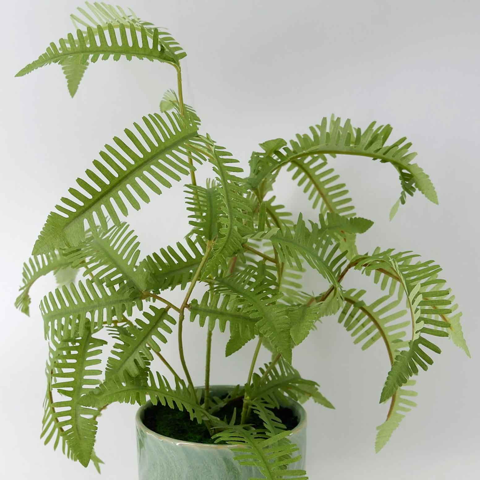 MC23-14525P Fern H13.5＂