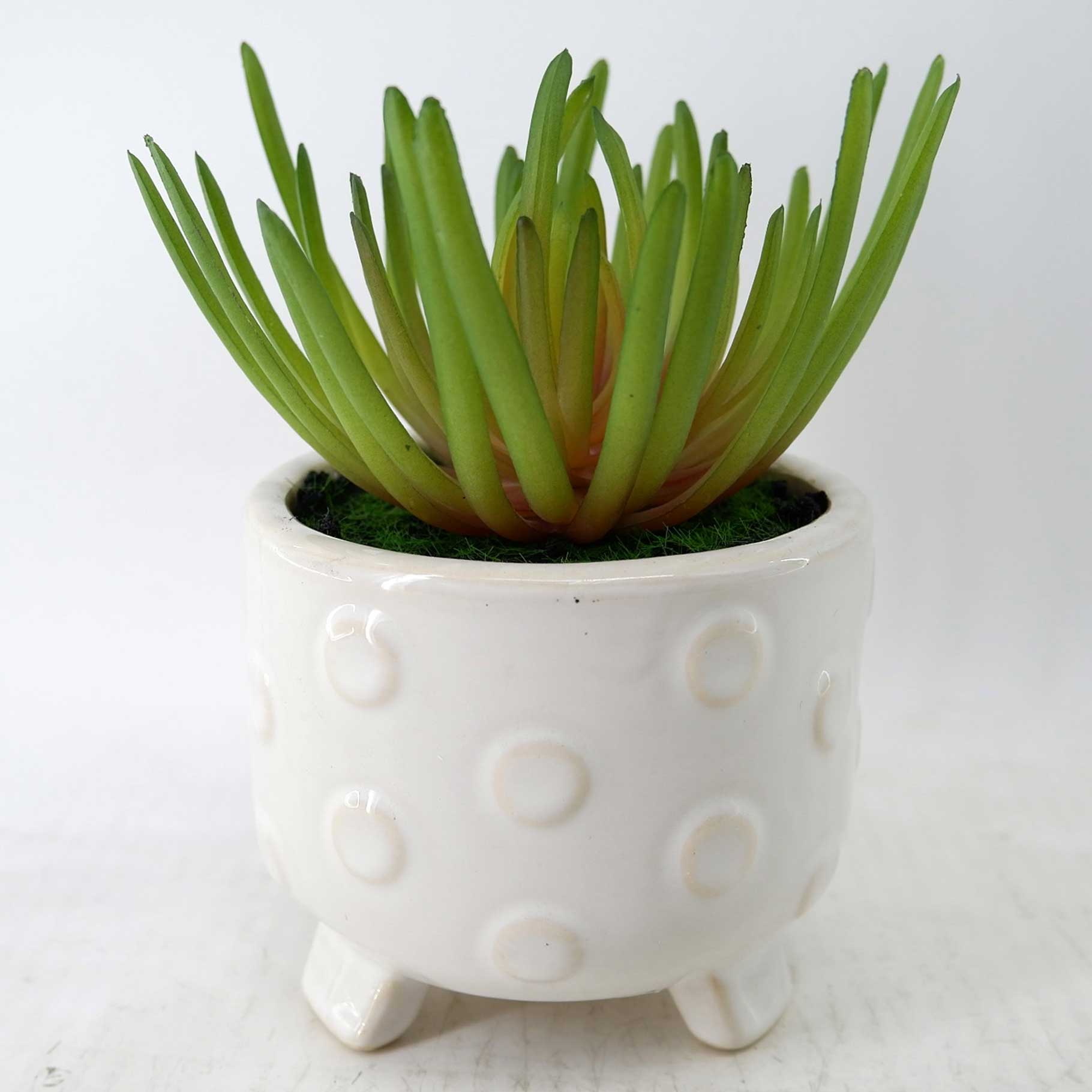 MC23-14529P Succulent H7＂