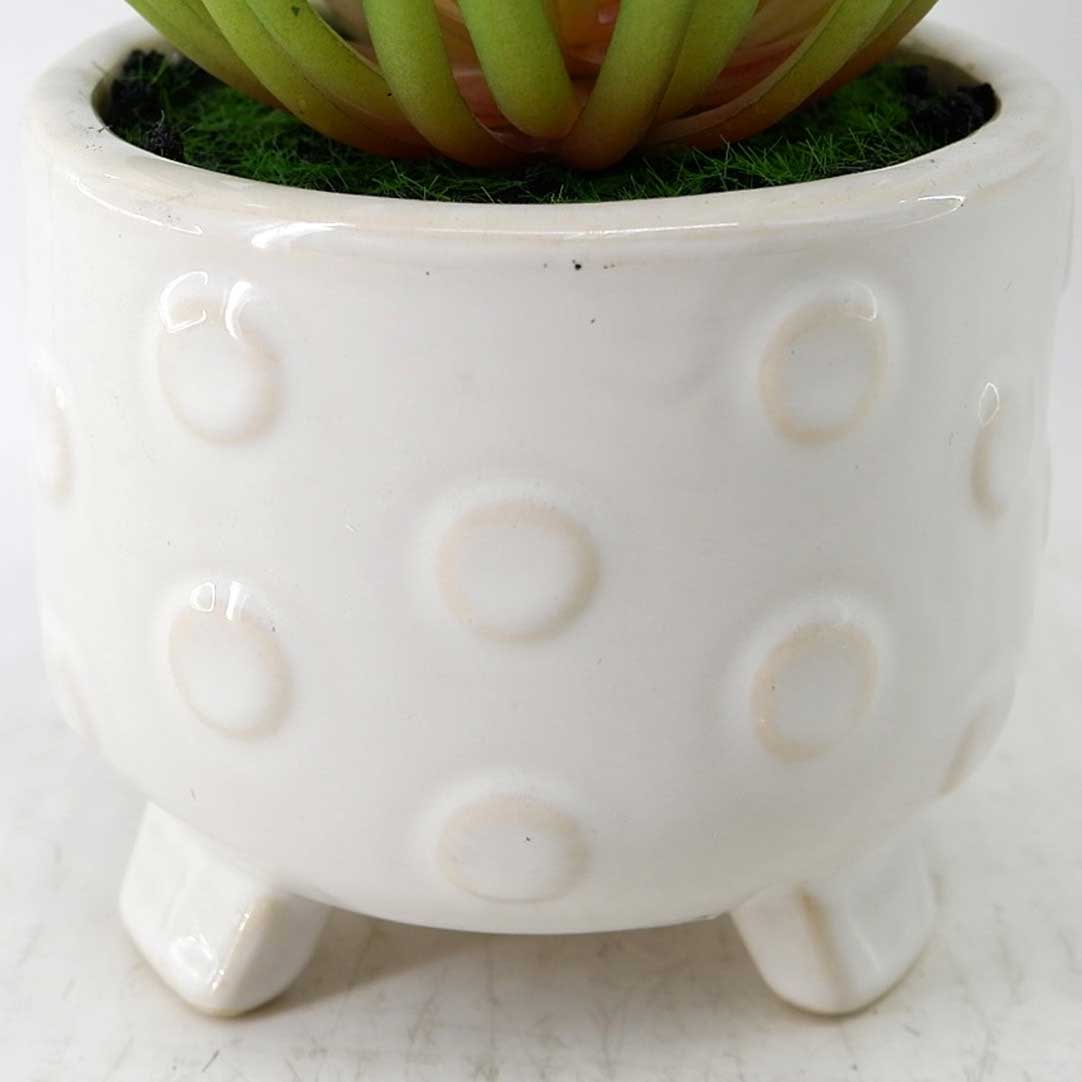 MC23-14529P Succulent H7＂