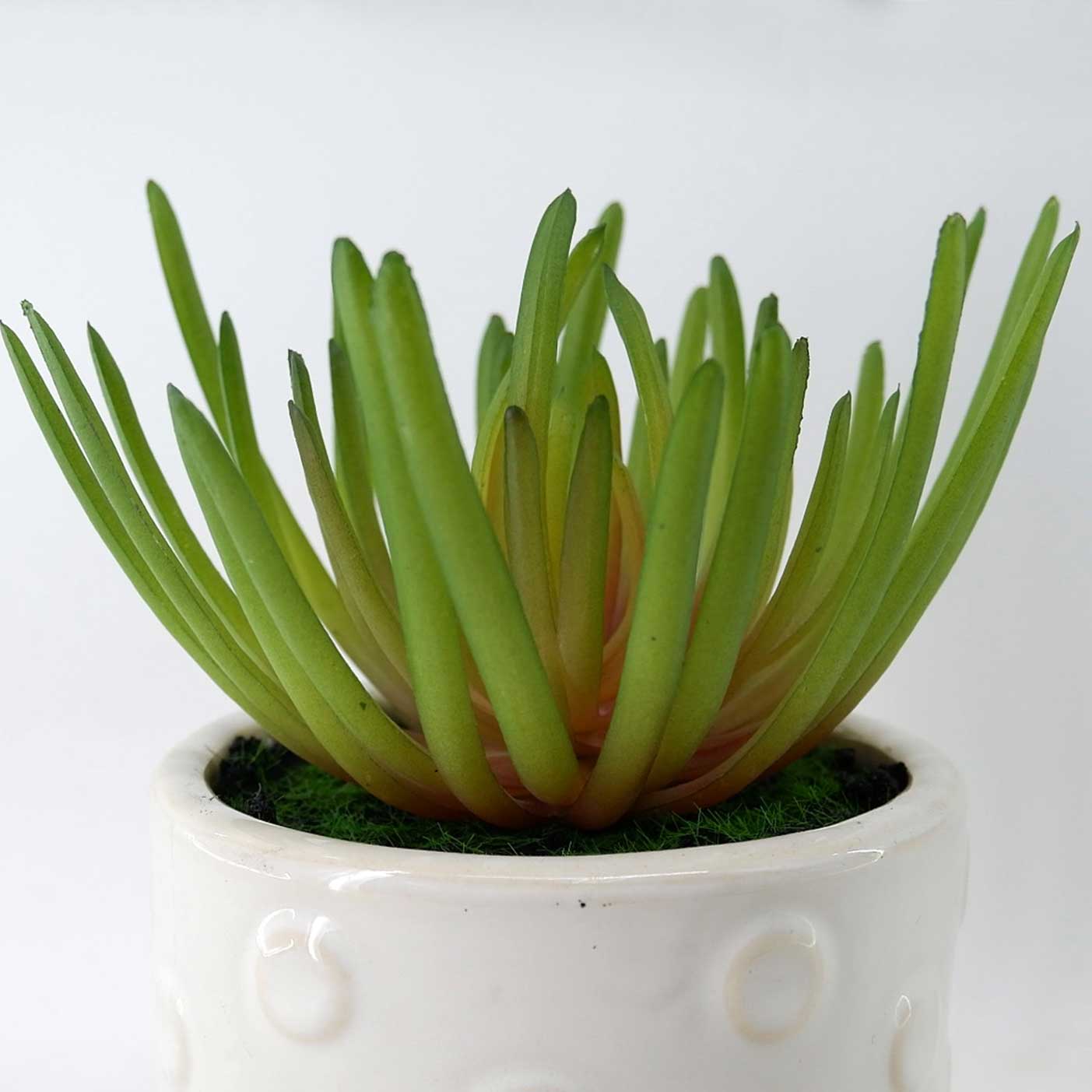 MC23-14529P Succulent H7＂