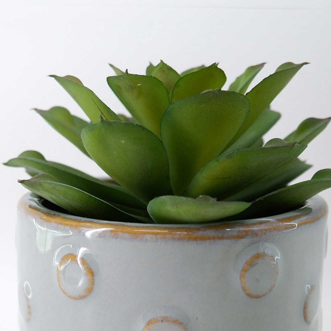 MC23-14530P Succulent H5.75＂