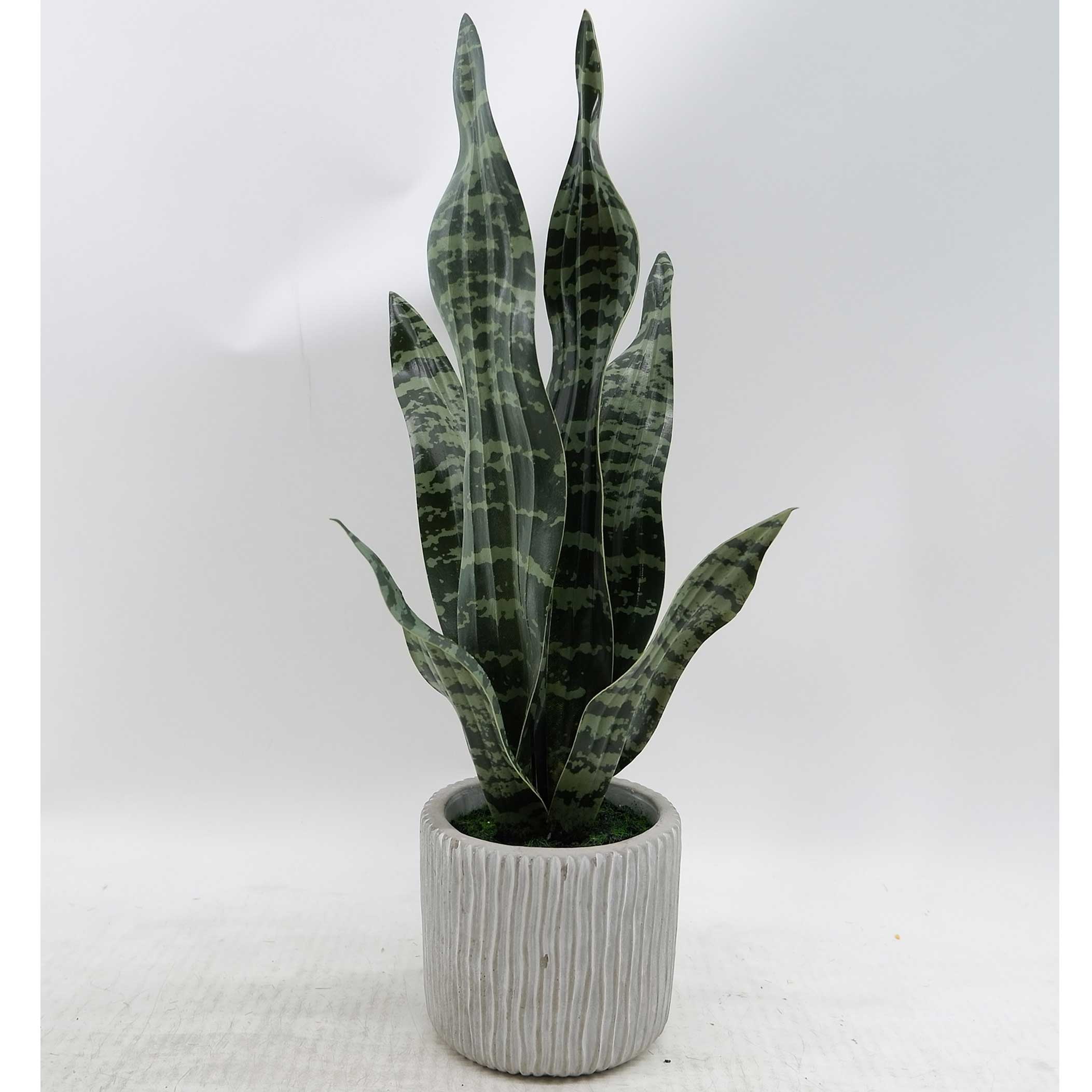 MC23-14535S Sansevieria H17＂