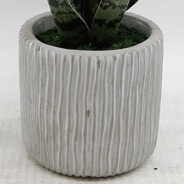 MC23-14535S Sansevieria H17＂