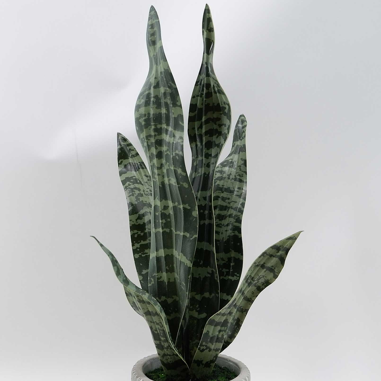 MC23-14535S Sansevieria H17＂