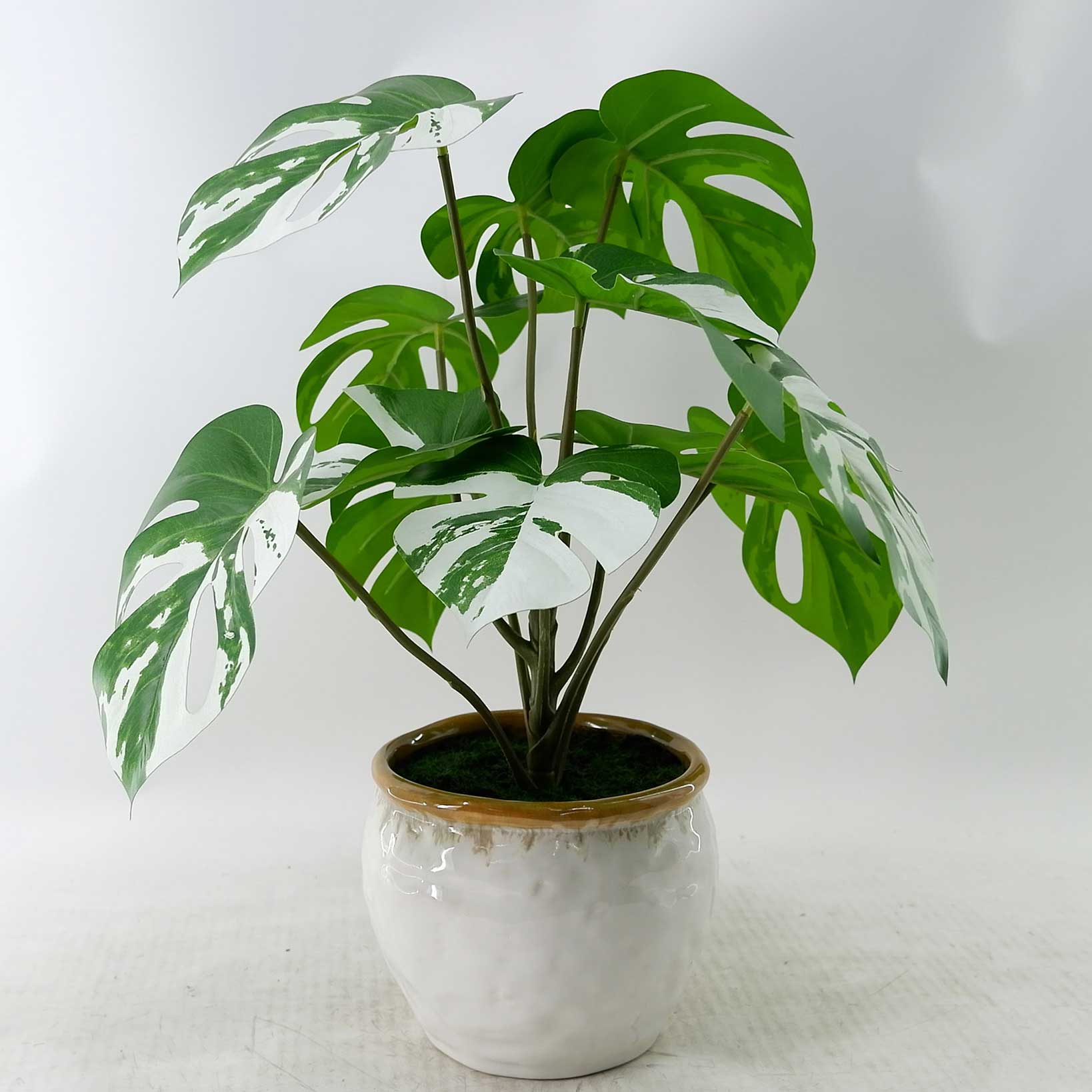 MC23-14855P Taro plant H15.5＂