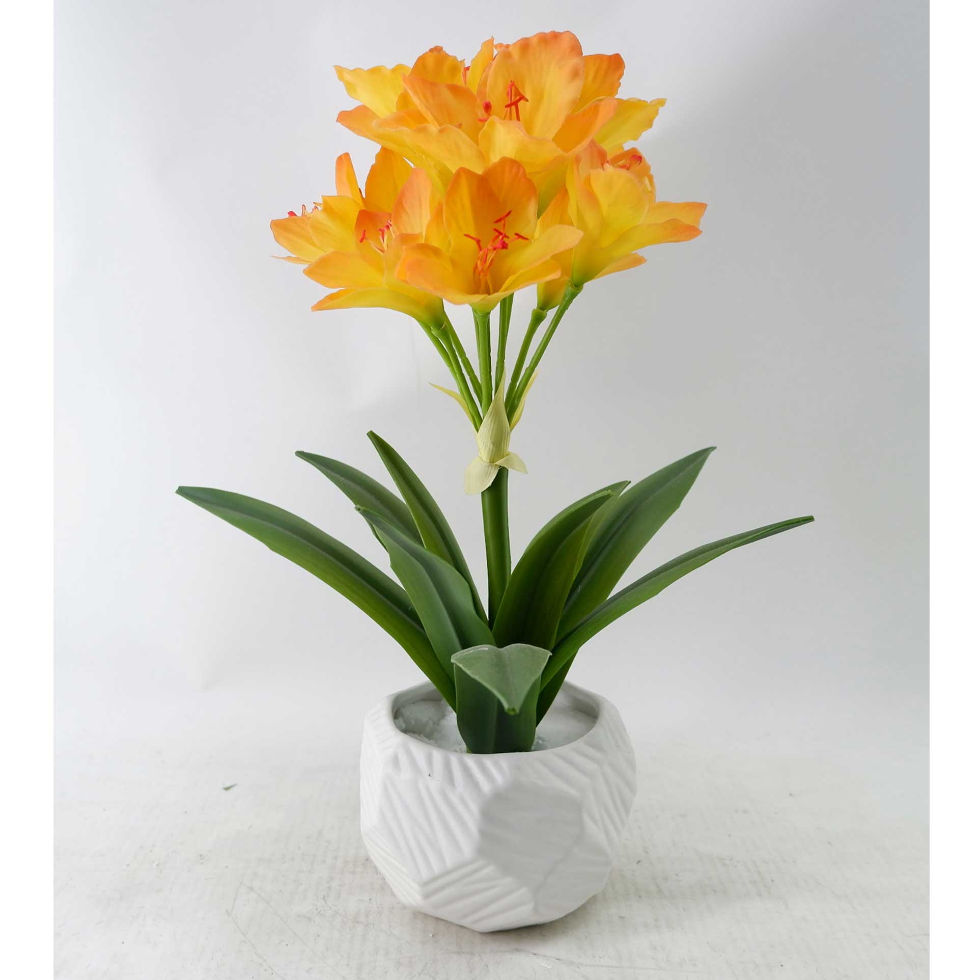 MC23-14543P Clivia H19＂