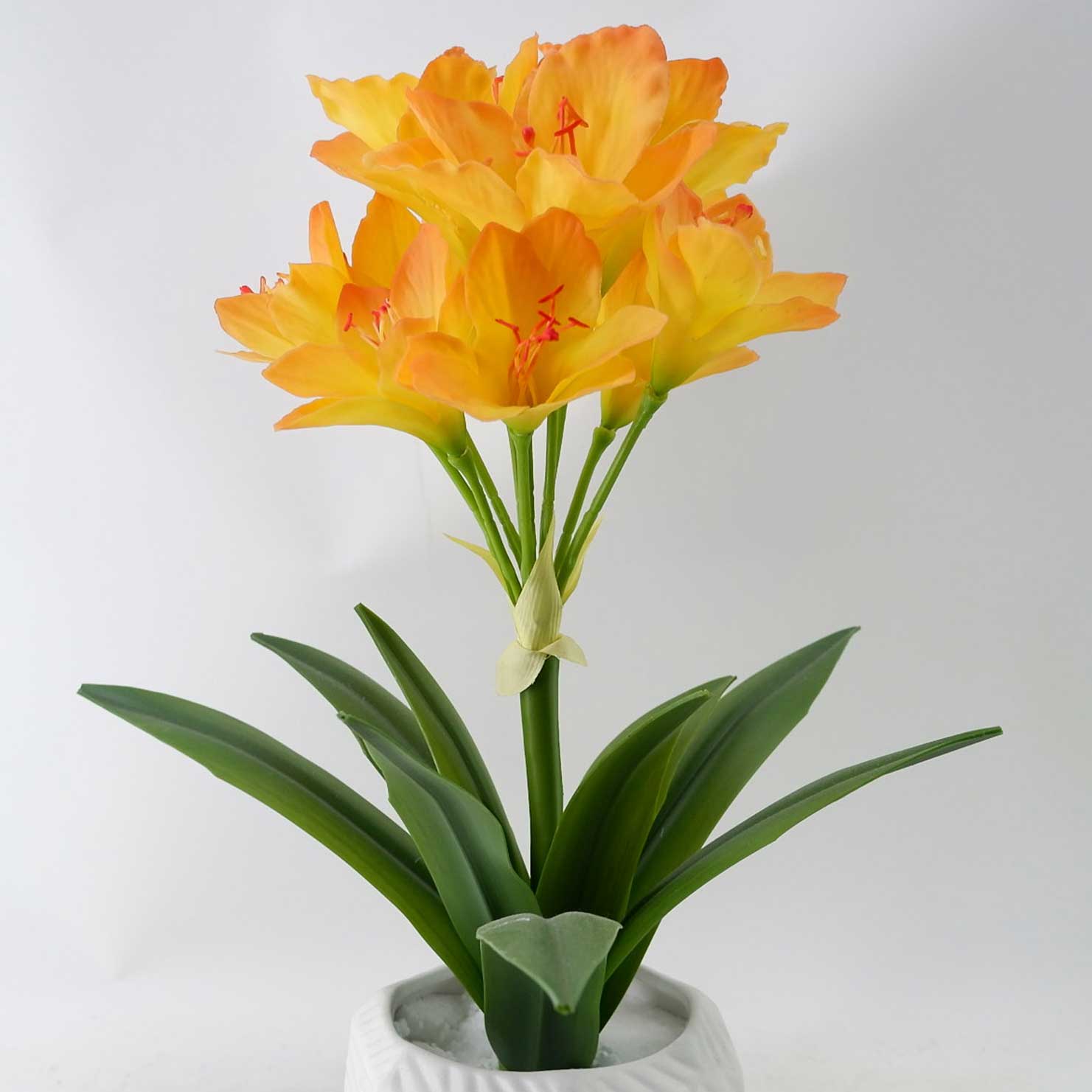 MC23-14543P Clivia H19＂