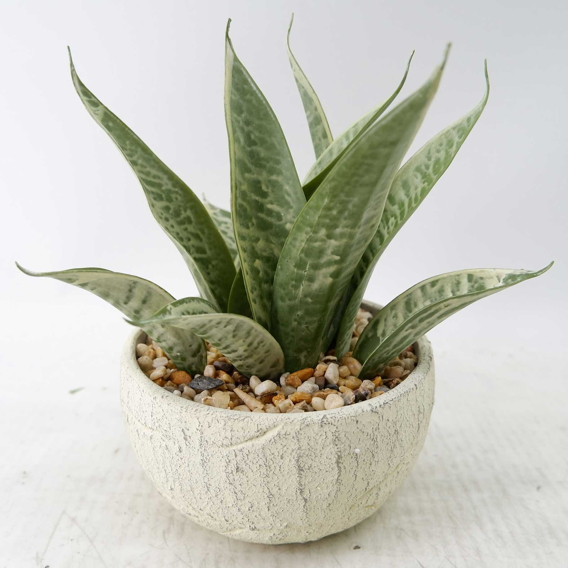 MC23-14727S Sansevieria H9＂