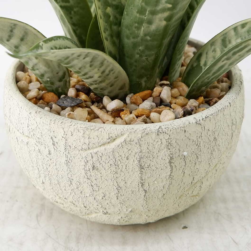 MC23-14727S Sansevieria H9＂